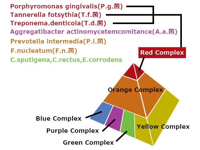 歯周細菌悪臭を放つ極悪細菌5種の感染