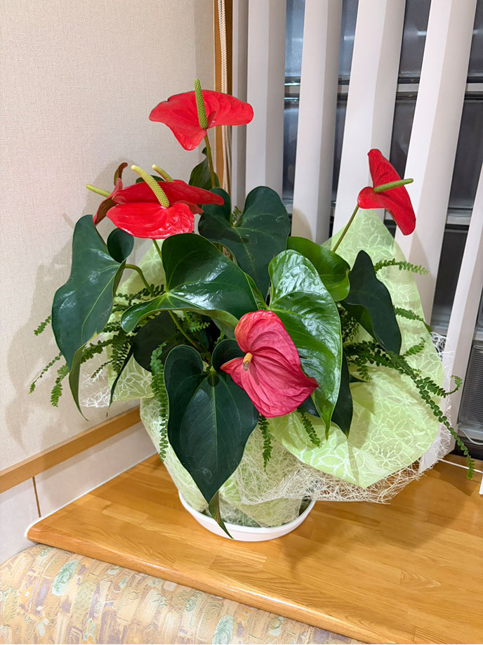 今週のお花