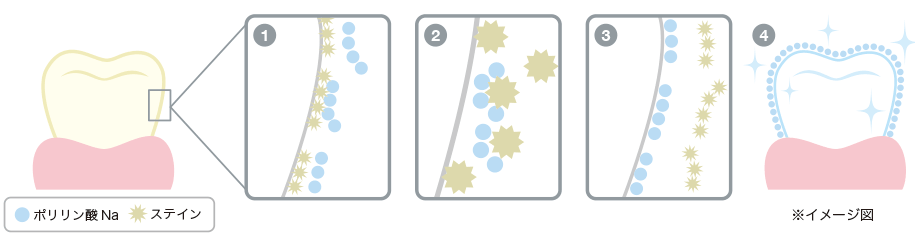 ポリリン酸がステインを落として付きにくくする仕組み