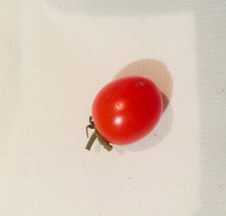 治療に通っている〇〇くんからもらったミニトマト