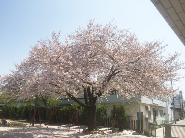 校庭の桜の写真