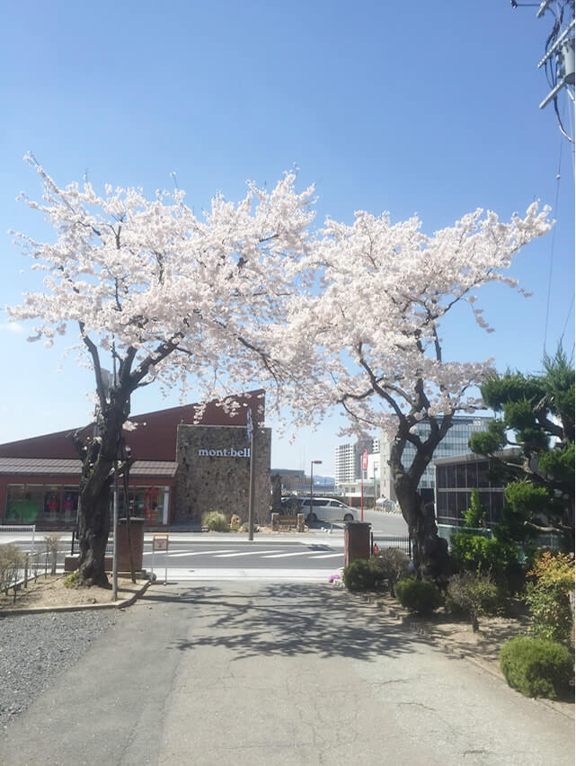 学校の正門に咲く桜の木