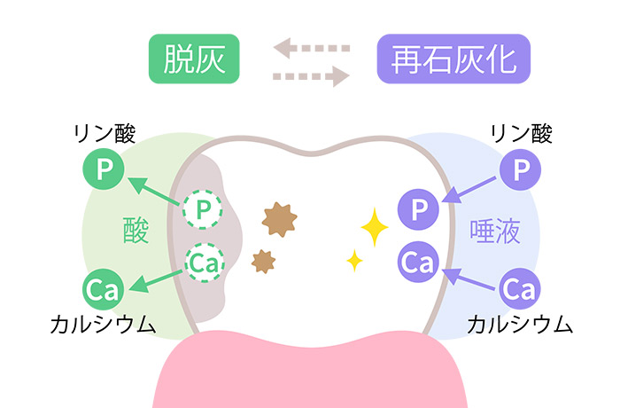 歯の再石灰化を促す