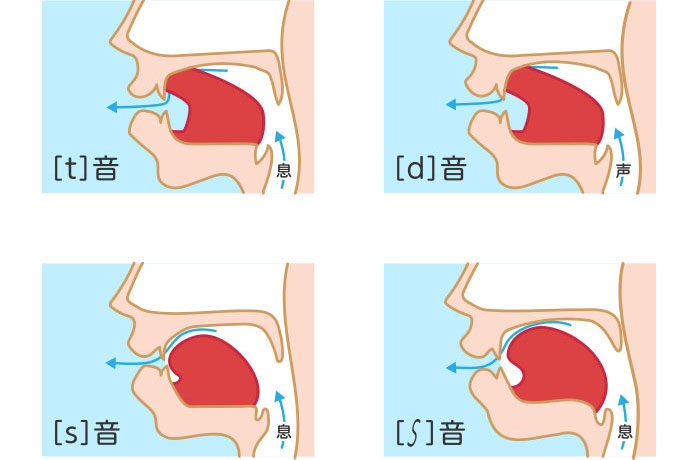 言葉を発する時に歯や舌が果たす役割